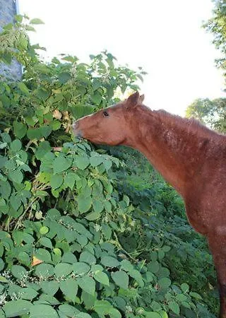 Au Chant Du Coq بيت للعطل Wancennes