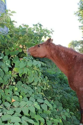 Au Chant Du Coq Ferienhaus Wancennes